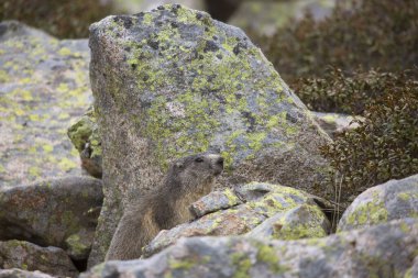 Alpine Marmot (Marmota marmota) kayanın üzerinde dinleniyor