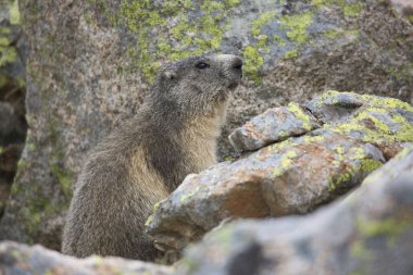 Alpine Marmot (Marmota marmota) kayanın üzerinde dinleniyor