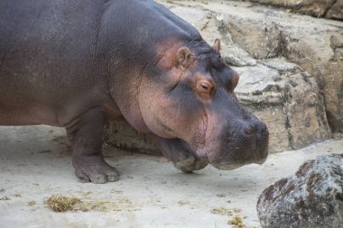 Hippopotamus amfibisinin hayvanat bahçesindeki portresi.