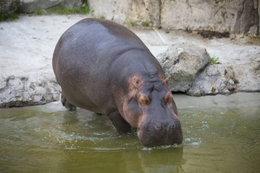 Hippopotamus amfibisinin hayvanat bahçesindeki portresi.