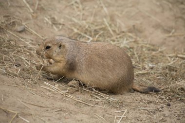 Siyah kuyruklu çayır köpeği (Cynomys ludovicianus) portreyi kapat 