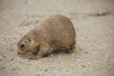 Siyah kuyruklu çayır köpeği (Cynomys ludovicianus) portreyi kapat 