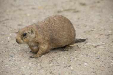 Siyah kuyruklu çayır köpeği (Cynomys ludovicianus) portreyi kapat 