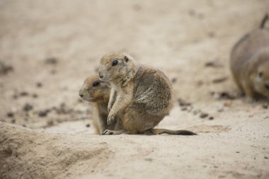 Hayvanat bahçesinde siyah kuyruklu çayır köpekleri (Cynomys ludovicianus)