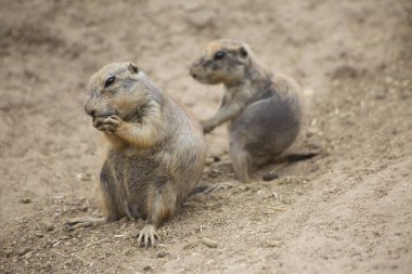 Hayvanat bahçesinde siyah kuyruklu çayır köpekleri (Cynomys ludovicianus)