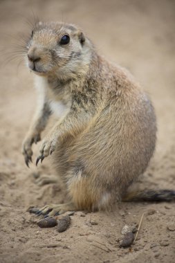 Siyah kuyruklu çayır köpeği (Cynomys ludovicianus) portreyi kapat 