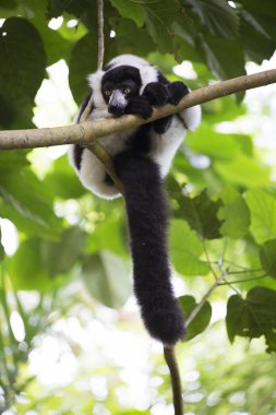 Siyah-beyaz yakutlu lemur ağaçta oturuyor.