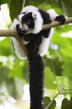 Siyah-beyaz yakutlu lemur ağaçta oturuyor.