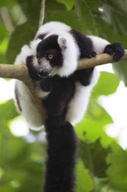 Siyah-beyaz yakutlu lemur ağaçta oturuyor.