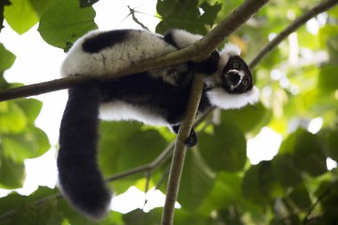 Siyah-beyaz yakutlu lemur ağaçta oturuyor.