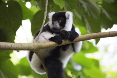 Siyah-beyaz yakutlu lemur ağaçta oturuyor.