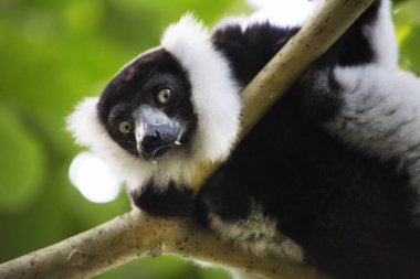 Siyah-beyaz yakutlu lemur ağaçta oturuyor.