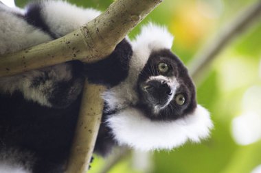 Siyah-beyaz yakutlu lemur ağaçta oturuyor.