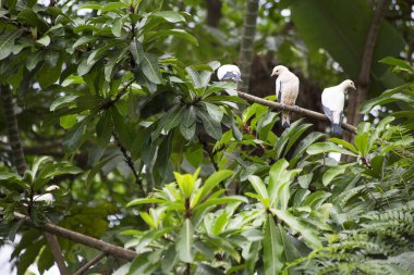 Yeşil bitkinin üzerinde oturan imparatorluk güvercinleri. 