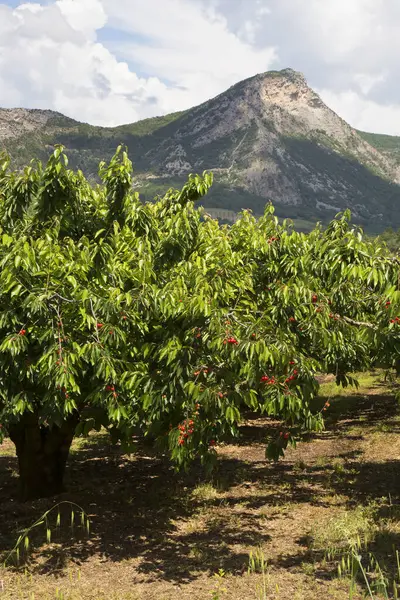 熟した桜の果樹園と美しい山の風景 — ストック写真