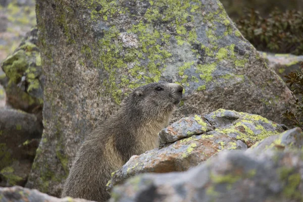 Alpine Marmot (Marmota marmota) kayanın üzerinde dinleniyor