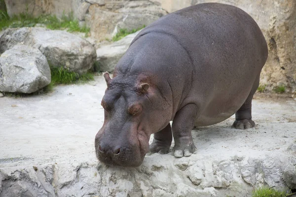 Retrato Hippopotamus Anfibio Zoológico Vista Cerca — Foto de Stock
