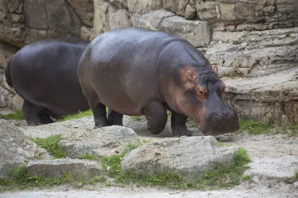 Retrato Dos Hipopótamos Caminando Zoológico — Foto de Stock