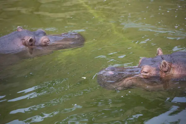 Dos Hipopótamos Nadando Agua Zoológico — Foto de Stock