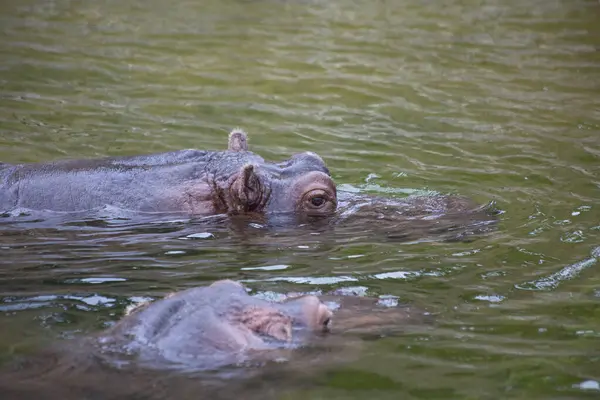 Dos Hipopótamos Nadando Agua Zoológico — Foto de Stock