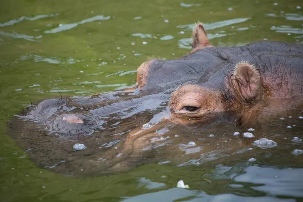 Gros Plan Hippopotame Nageant Dans Eau Zoo — Photo