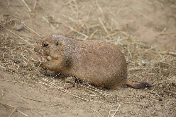 Siyah kuyruklu çayır köpeği (Cynomys ludovicianus) portreyi kapat 