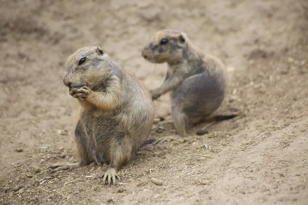 Hayvanat bahçesinde siyah kuyruklu çayır köpekleri (Cynomys ludovicianus)