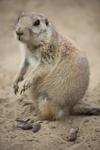 Siyah kuyruklu çayır köpeği (Cynomys ludovicianus) portreyi kapat 