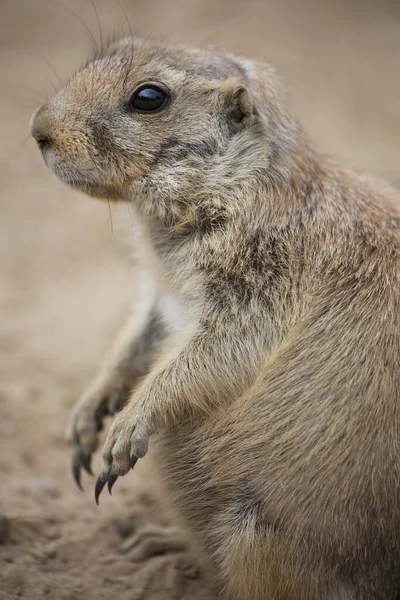Siyah kuyruklu çayır köpeği (Cynomys ludovicianus) portreyi kapat 