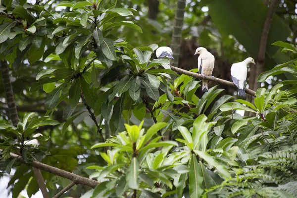 Yeşil bitkinin üzerinde oturan imparatorluk güvercinleri. 