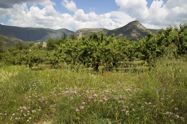 Beau Paysage Montagne Avec Verger Cerisiers Mûrs Images De Stock Libres De Droits
