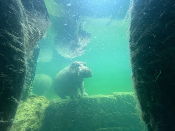 Подводный Вид Бегемота Купающегося Воде Зоопарке Стоковое Изображение