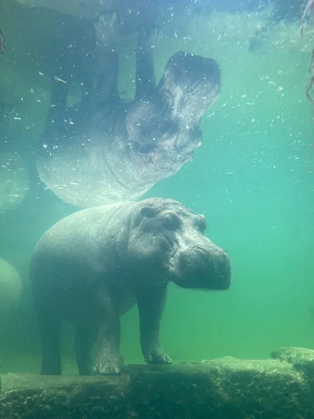 Подводный Вид Бегемота Купающегося Воде Зоопарке Стоковая Картинка