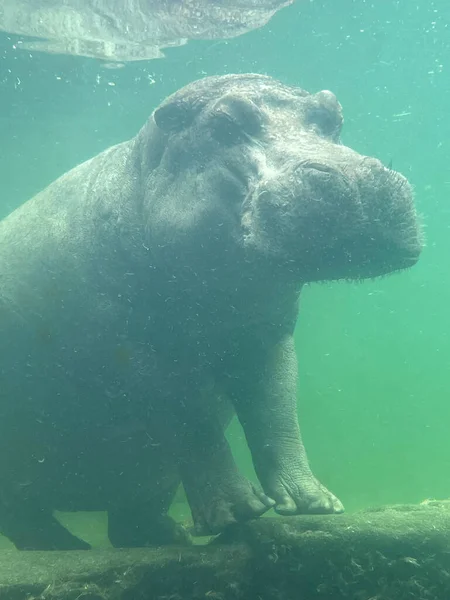 Vue Sous Marine Hippopotame Nageant Dans Eau Zoo Photo De Stock