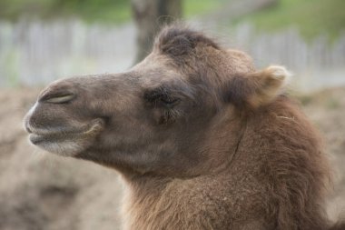 Hayvanat bahçesinde deve kafası yakın çekim