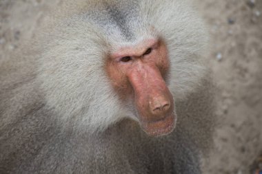 Hayvanat bahçesindeki Afrikalı babunun portresini kapat.