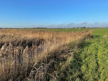 Mavi gökyüzünün altında kuru kamış ve yeşil çayır manzarası