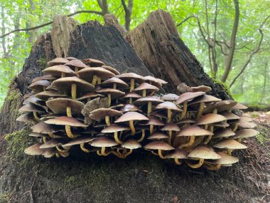 Ormanda büyüyen mantarların manzarasını kapatın.