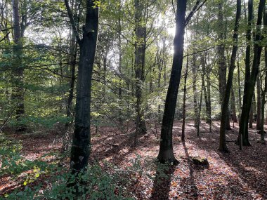 Sabah vakti sonbahar ormanının güzel manzarası 