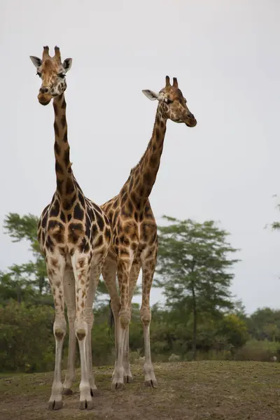 Two Giraffes Standing Together Savannah — Stock Photo, Image