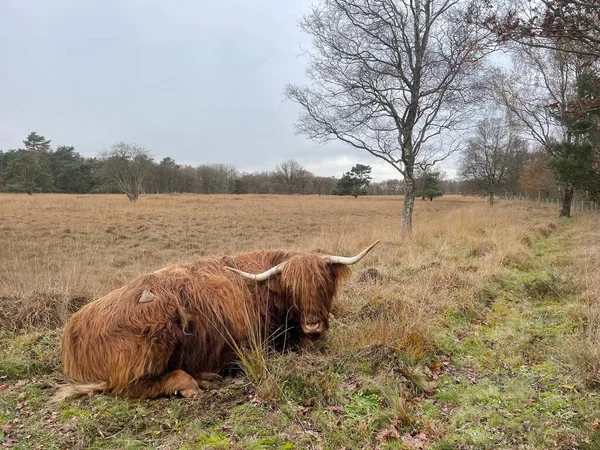 Brown Highland Cattle Long Hair Lying Meadow — Stock Photo, Image