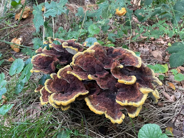 秋天森林里苔藓背景下的有毒和不可食用的蘑菇的帽子 — 图库照片