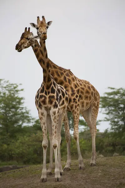 Два Жирафа Стоят Вместе Саванне Стоковое Изображение