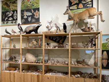 Bir müzede sergi ve doldurulmuş hayvan koleksiyonu.