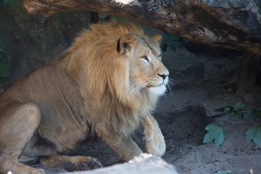 Hayvanat bahçesinde beyaz erkek aslan Panthera Leo 'ya yakın çekim