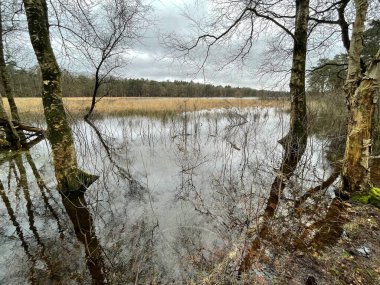 İlkbaharın başında ormandaki sel manzarası