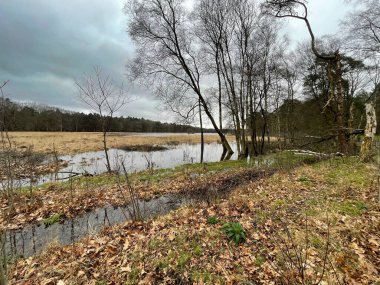a beautiful view of a forest surrounded by trees
