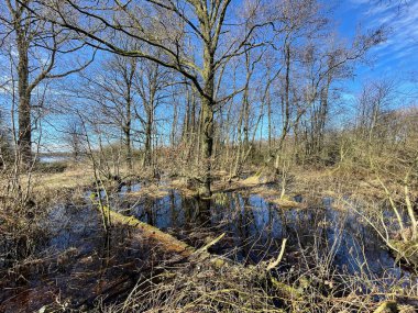 Ormanda bahar ağaçları