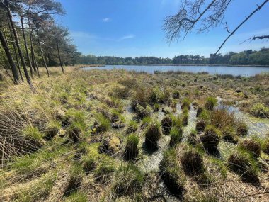 the swamp of the bog