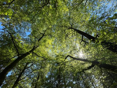 Aşağıdaki ağaçlardan mavi gökyüzüne bak 